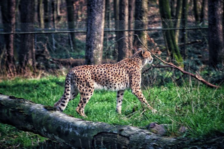 Cheetah searching something