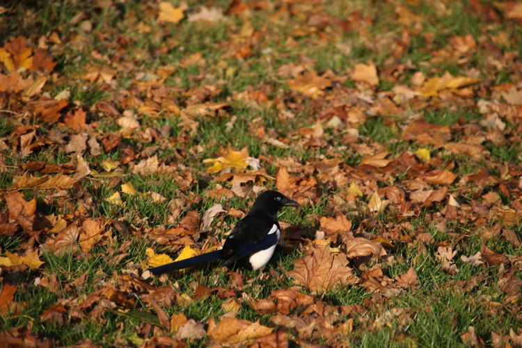 Magpie perching on autumn leaves