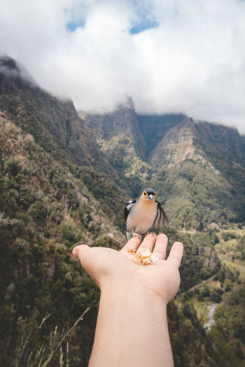 Madeiran chaffinch has flown to man's hand for food crumbs. levada dos balcoes, madeira, portugal