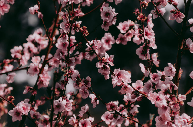 Close-up of pink cherry blossoms during spring