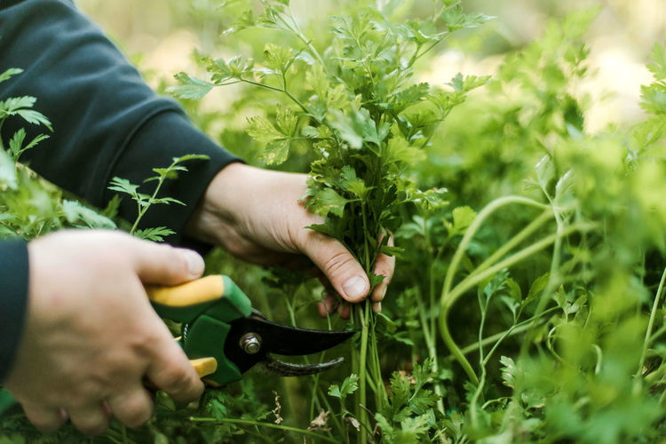 Cropped hand of woman cutting cilantro in field