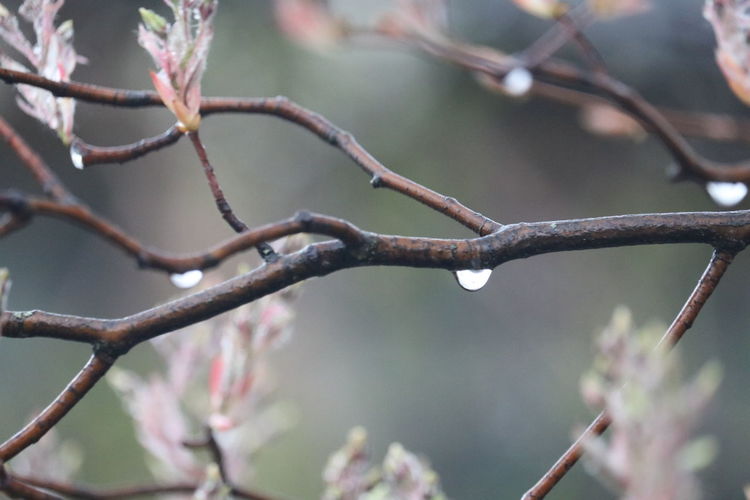 Close-up of snow on twig