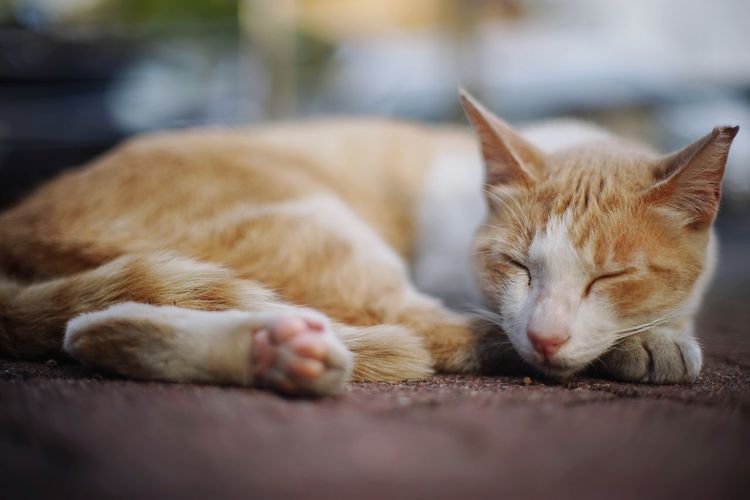 Close-up of cat sleeping