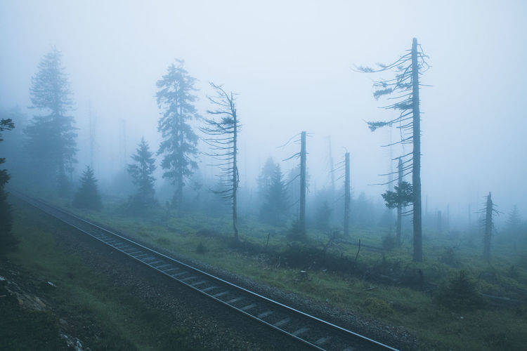 Railroad track amidst trees in the fog