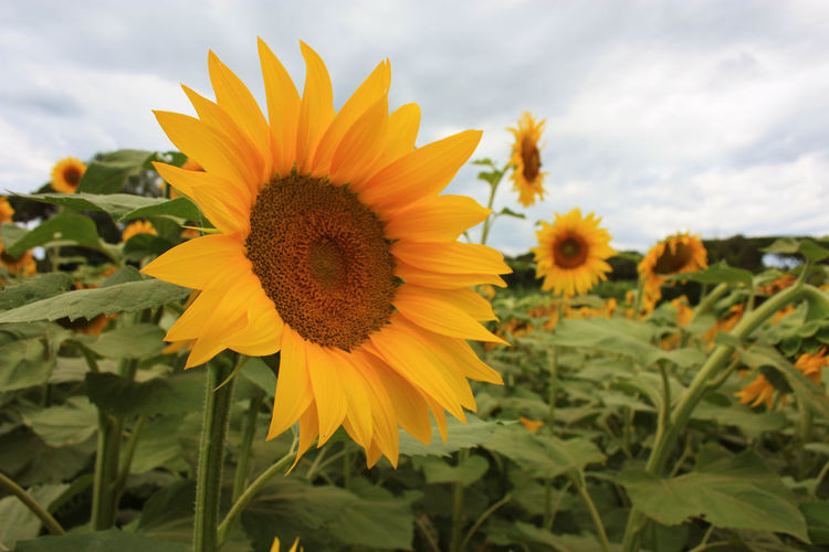 Yellow sunflower blossom with green stem petals and variegated seeds