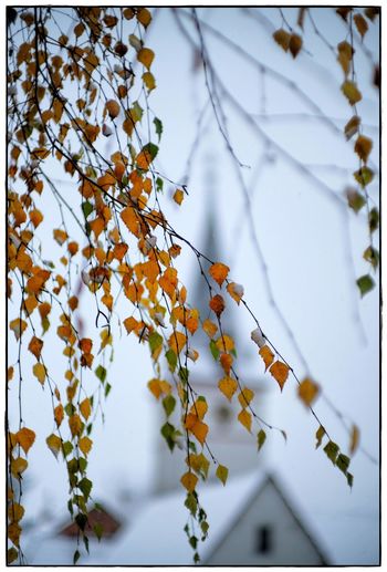 Close-up of tree against sky