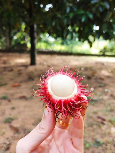 Close-up of person holding lychee