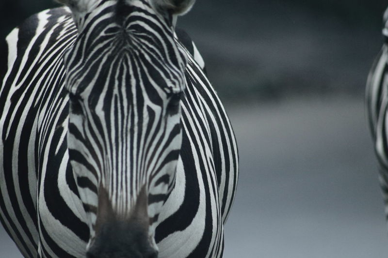 Close-up portrait of a zebra