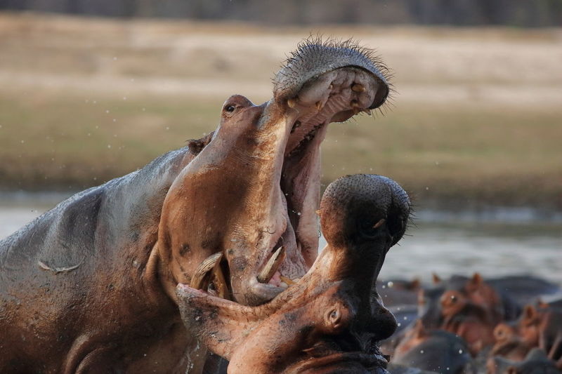 Close-up of hippopotamuses fighting in river