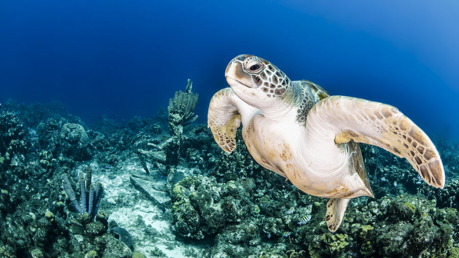 View of turtle swimming in sea