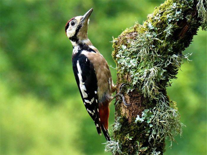 Close-up of woodpecker perching on moss covered branch