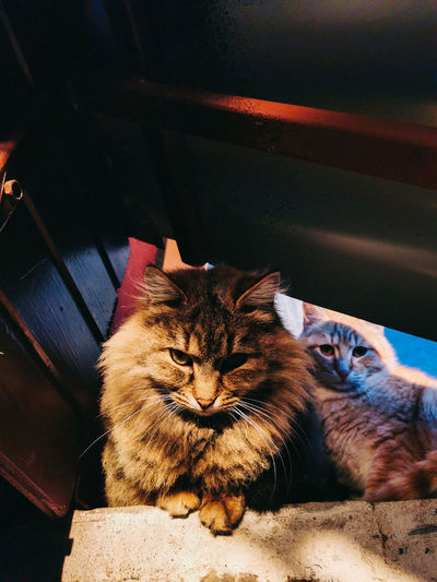 Portrait of cat resting on blanket