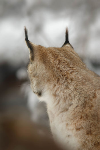 Close-up of lynx looking away