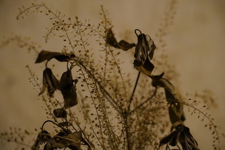 branch