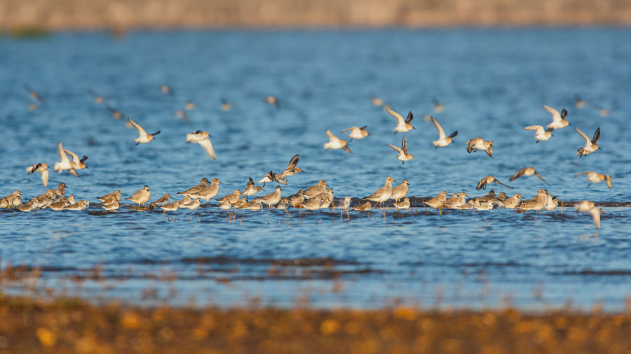 Grey plovers and dunlins in the flight in environment at low tide