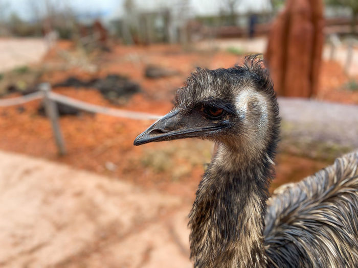 Close-up of a emu looking away