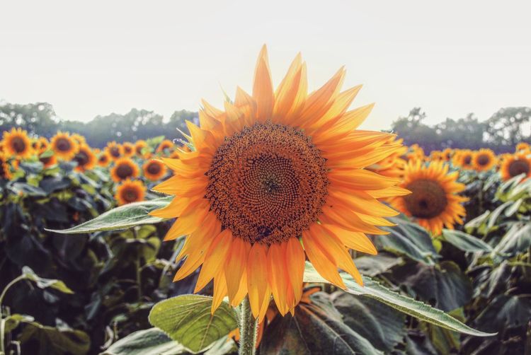 Close-up of sunflowers against orange sky