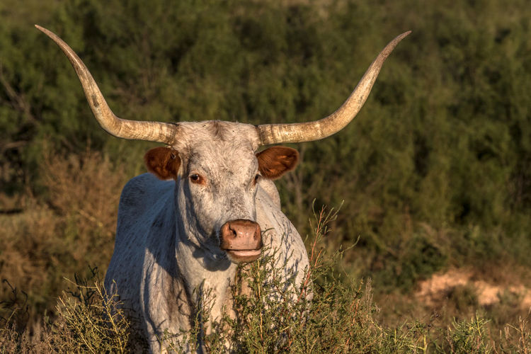 Longhorn cow standing on field in the fading sunset light