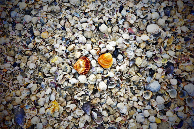 pebble