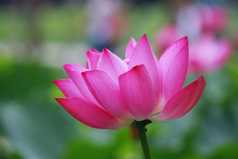 Close-up of lotus water lily in bloom