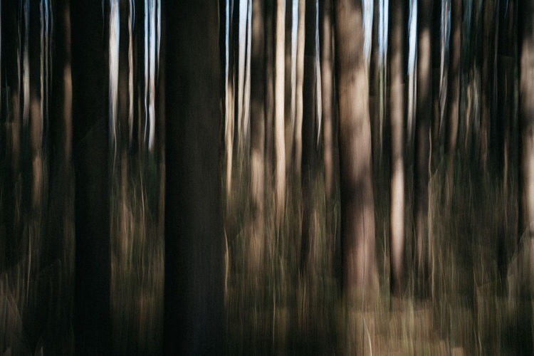 Full frame shot of tree trunks