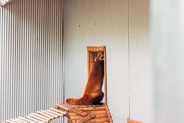 Red panda scratching at a door at the zoo