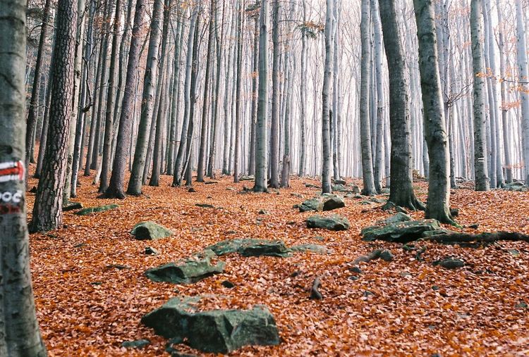 Fallen leaves in forest
