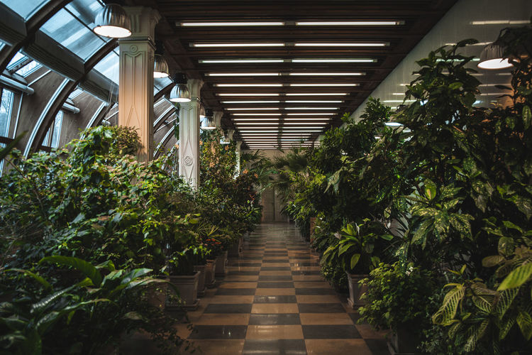 View of potted plants in greenhouse 