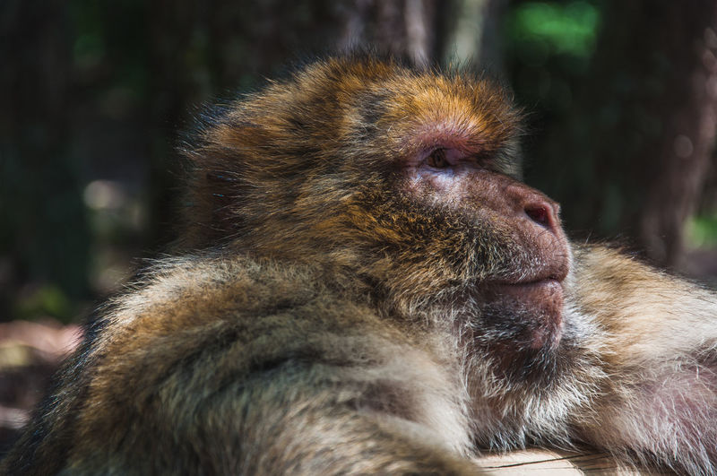 Close-up of monkey looking away