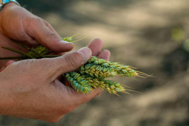 Green wheat in the hands of an agronomist