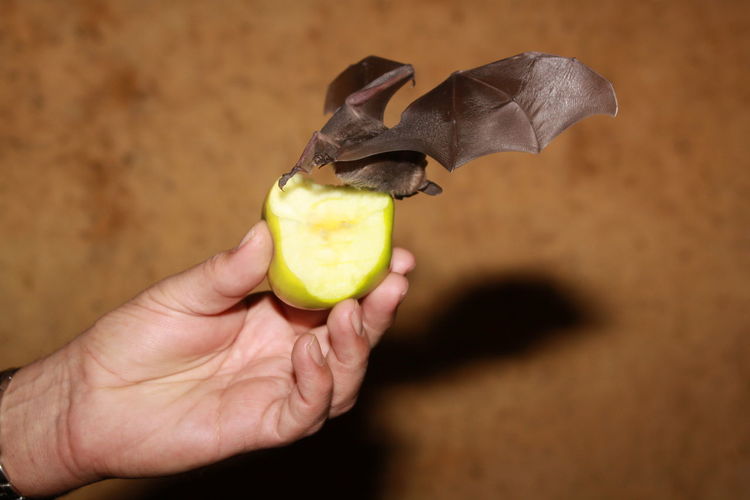 Bat eat from hand a fruit 