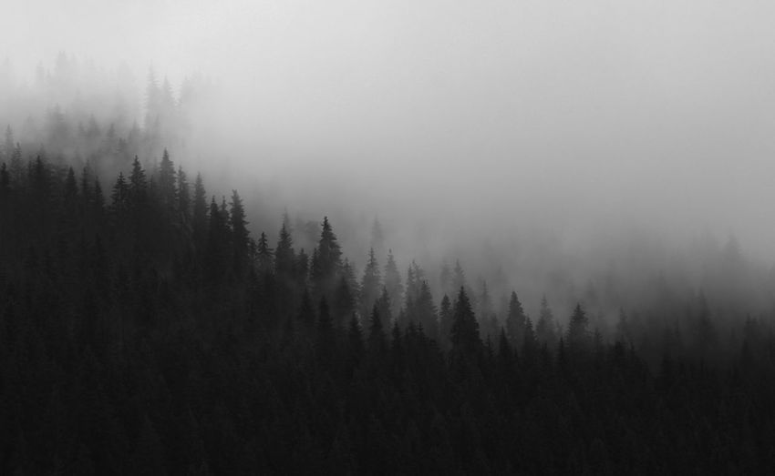 Trees in forest against sky during foggy weather
