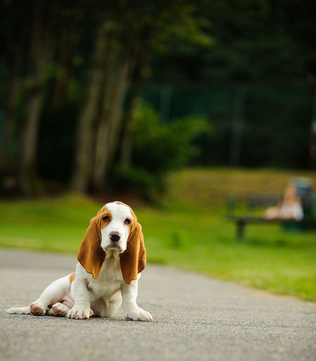 Portrait of basset hound dog sitting on footpath in park