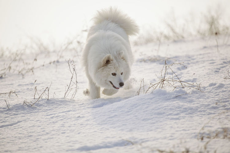 White animal on snow covered land