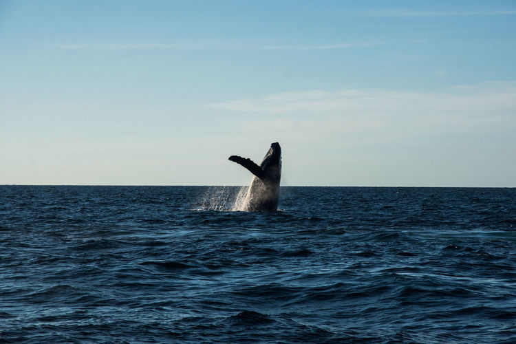 Humpback whale cavorting near islas marietas near bucerias bay, punta mita, mexico