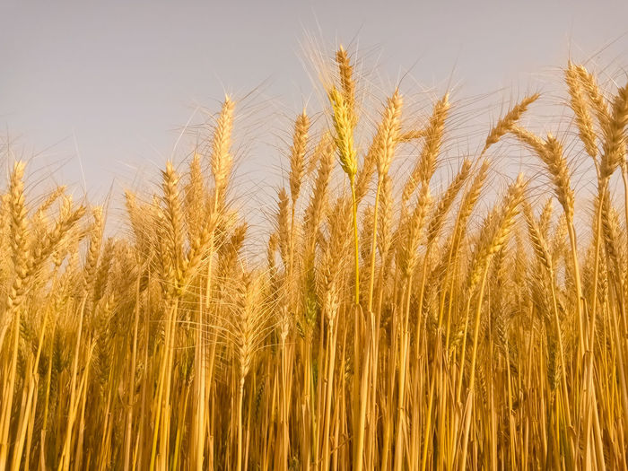 Golden ears of wheat in summer on the field