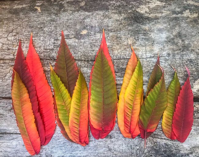Close-up of multi colored leaves on wood