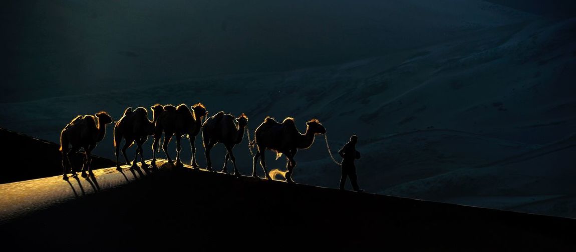 Silhouette man walking with bactrian camels at desert during sunset