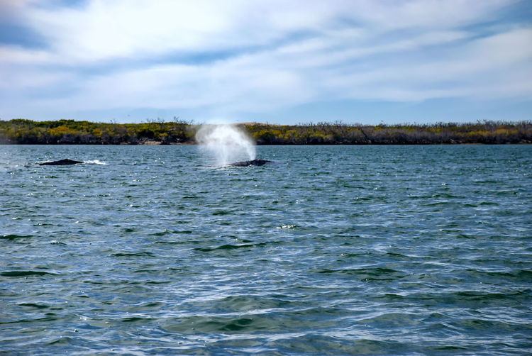 Grey whales  in their winter birthing lagoon at adolfo lopez mateos in baja california