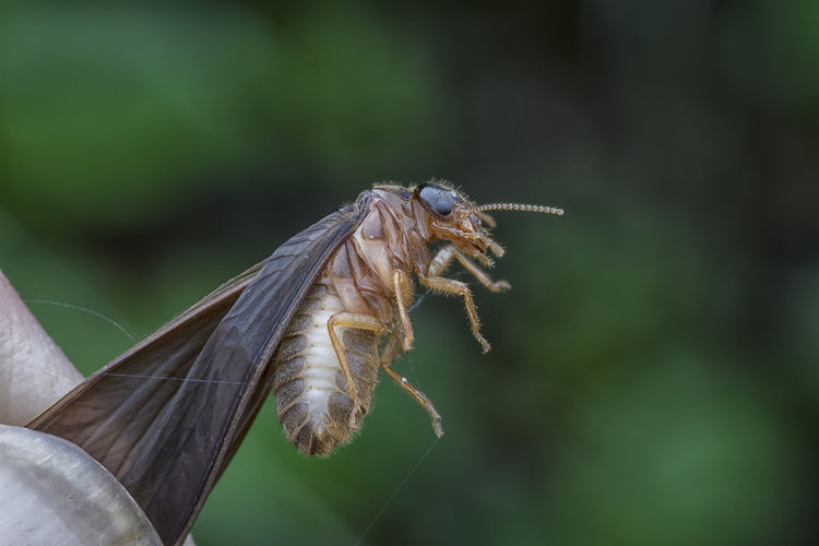 Alate fly closeup 