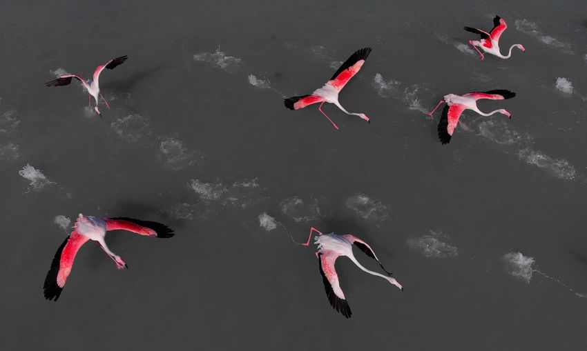 High angle view of birds flying over lake
