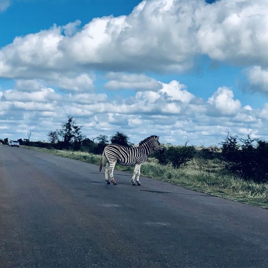 View of zebra walking on road