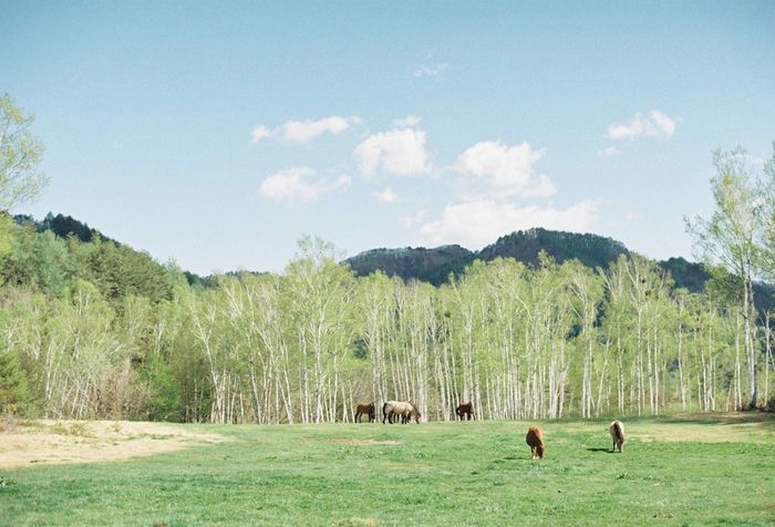 Horses grazing on field against trees and sky