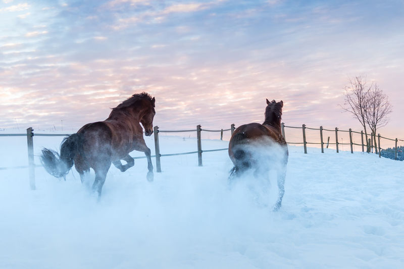 2 horses gallop very fast through the high snow at sunset