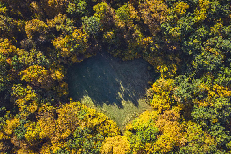 Top view of a forest clearing from a drone. aerial shot, autumn wood, heart shaped meadow