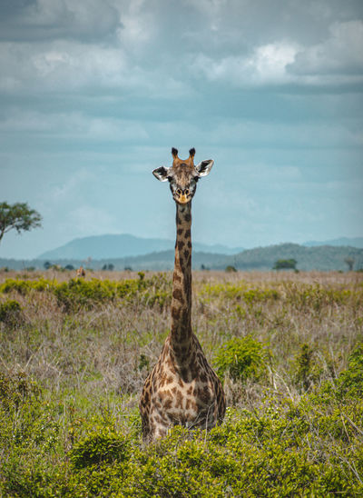 giraffe