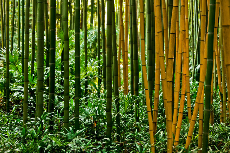 Full frame shot of bamboo trees in forest