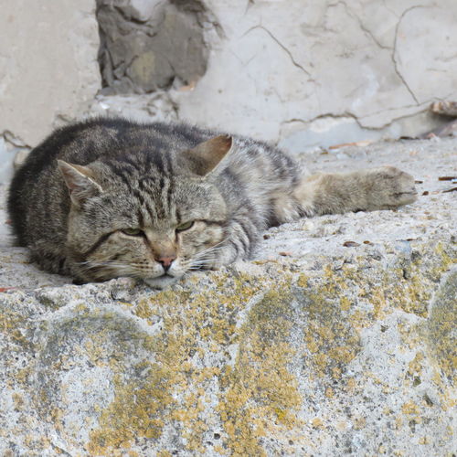 Close-up of a cat sleeping on rock