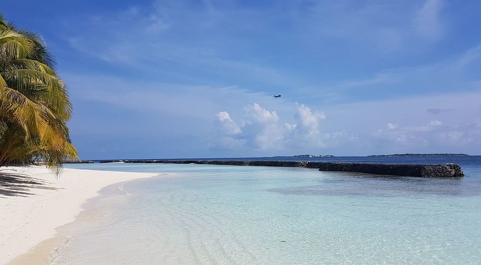 Birds flying over beach against sky
