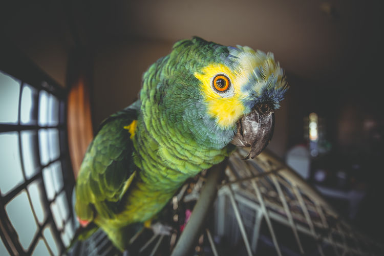 Close-up of parrot perching on cage at home